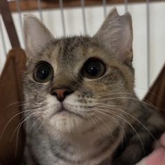 ⭕️人慣れ⭕️ちゅーる大好き✨子猫 らんちゃん