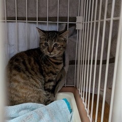 可愛い子の里親さん募集します