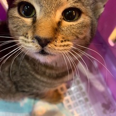 キジトラの可愛い子猫です！