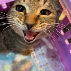 キジトラの可愛い子猫です！