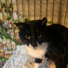 個性的な黒白の男の子