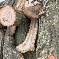 雑木、丸太、薪、ドンコロ🪵コナラ、クヌギの画像