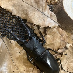 ヒラタクワガタ(ギラファクワガタの画像