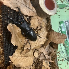 ヒラタクワガタ(ギラファクワガタの画像