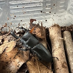 ヒラタクワガタ(ギラファクワガタの画像