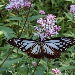 🍂60歳からのランチ・カフェ友🍂 − 兵庫県