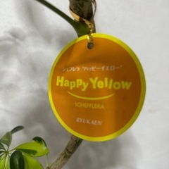 観葉植物 シェフレラ  ハッピーイエローの画像