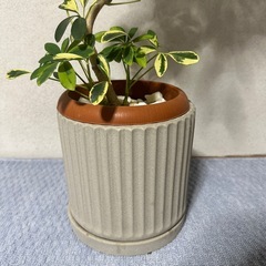 観葉植物 シェフレラ  ハッピーイエローの画像