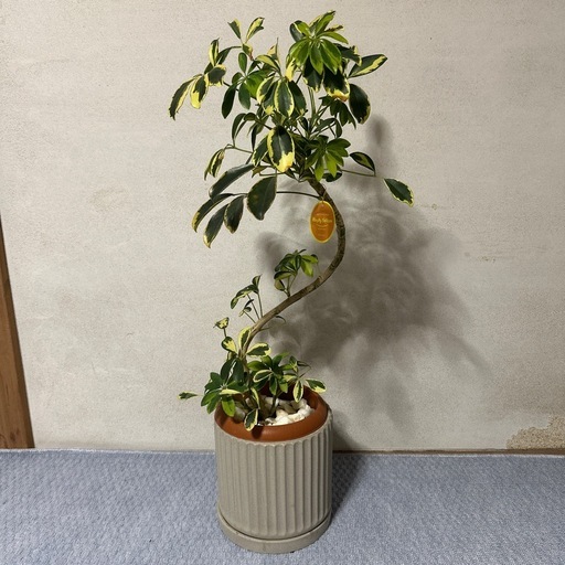⭐️受け渡し者決まりました⭐️観葉植物 シェフレラ  ハッピーイエロー