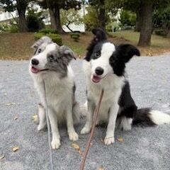 犬のブリーダー　アルバイト募集の画像