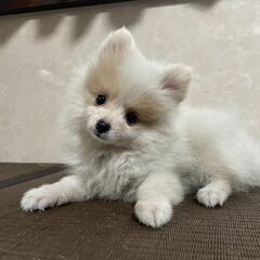 犬のブリーダー　アルバイト募集の画像