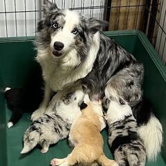 犬のブリーダー　アルバイト募集の画像