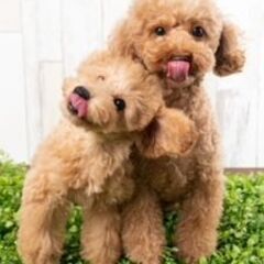 犬のブリーダー　アルバイト募集の画像