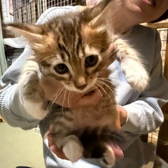 多頭飼育場所からのレスキュー10月生まれの可愛すぎる子猫たち🩷