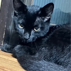 やんちゃな黒猫ちゃん！