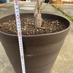 観葉植物　ジャカランダ　の画像