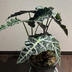 アロカシア　アマゾニカ　特大！の画像