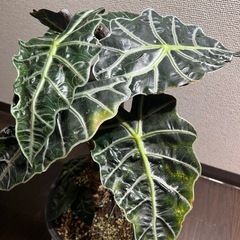 アロカシア　アマゾニカ　特大！の画像