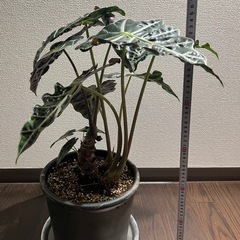 アロカシア　アマゾニカ　特大！の画像