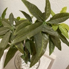 フェイクグリーン　観葉植物の画像