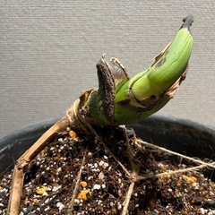 モンステラ　デリシオーサ　抜き苗　の画像