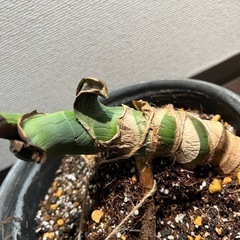 モンステラ　デリシオーサ　抜き苗　の画像
