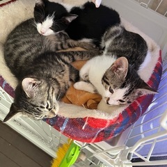 『里親さま決定』キジトラ女の子❤️ウルちゃん − 岐阜県