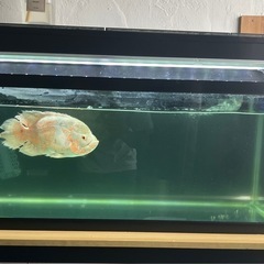 アルピノオスカーの画像