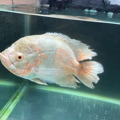 アルピノオスカーの画像