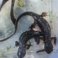 沖縄県内限定ＣＢ個体シリケンイモリ金箔４匹＋通常個体５匹セットの画像