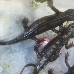 沖縄県内限定ＣＢ個体シリケンイモリ金箔４匹＋通常個体５匹セットの画像