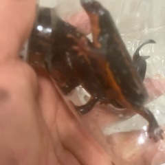 沖縄県内限定ＣＢ個体シリケンイモリ金箔４匹＋通常個体５匹セットの画像