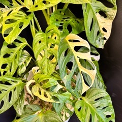 観葉植物　斑入りマドカズラ　大葉　50センチ越え！ハーフムーンあり！の画像