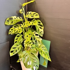 観葉植物　斑入りマドカズラ　大葉　50センチ越え！ハーフムーンあり！の画像
