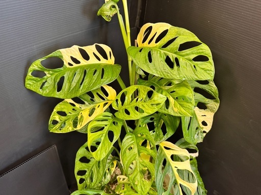 観葉植物　斑入りマドカズラ　大葉　50センチ越え！ハーフムーンあり！
