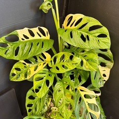 観葉植物　斑入りマドカズラ　大葉　50センチ越え！ハーフムーンあり！の画像