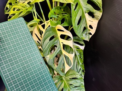 観葉植物　斑入りマドカズラ　大葉　50センチ越え！ハーフムーンあり！