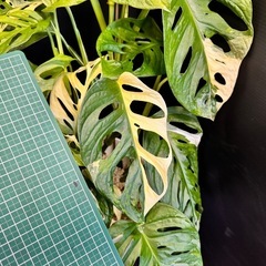 観葉植物　斑入りマドカズラ　大葉　50センチ越え！ハーフムーンあり！の画像