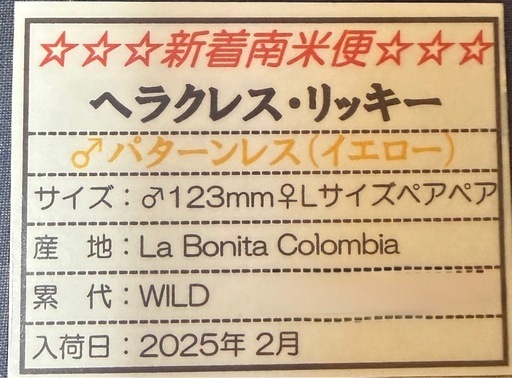 ヘラクレス　リッキー WF1 幼虫ペア