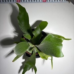 コウモリランの画像