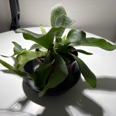 コウモリランの画像