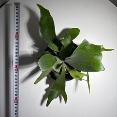 コウモリランの画像