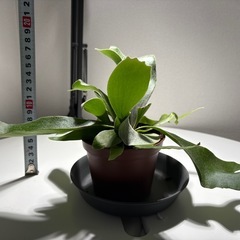 コウモリランの画像