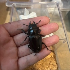 ケイスケギラファの画像