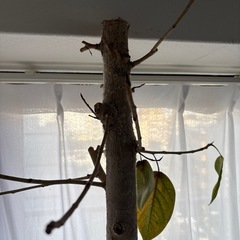 ゴムの樹の画像