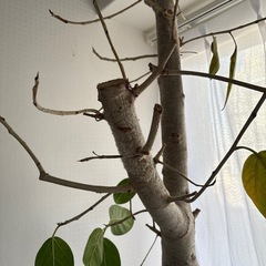 ゴムの樹の画像