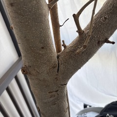 ゴムの樹の画像