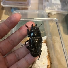 ギラファノコギリクワガタ ケイスケの画像