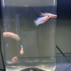 稚魚ベタ　2cm　オス50円、メス100円　自家繁殖の画像
