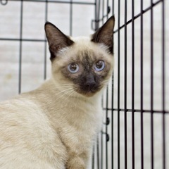 人馴れ猫慣れ全てokなポインテッドシャム♡里親会参加します！